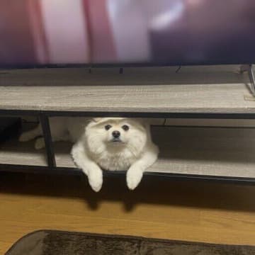 「テレビの内容が入ってこない」ポメラニアンが“べスポジ”で飼い主を見つめる理由とは？心理を解説！