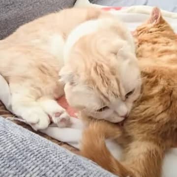 先輩猫が子猫のおしりをクンクンした結果…100点満点すぎる『笑撃のリアクション』が509万再生「気を失ってたねｗ」「表情がたまらんｗ」