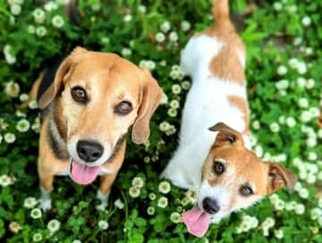 【犬に好かれる人ランキング】「お世話をしてくれる人」と「穏やかで落ち着いている人」を抑えて1位になったのは？（エイト調べ）