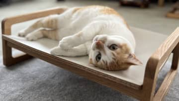 猫がくつろぎやすい形状のシンプルな木製 ネコベッドが登場！7月30日まで「Makuake」にて先行予約販売を実施　高級家具に使用される無垢材で家具職人のハンドクラフト商品