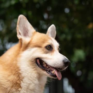犬の『呼吸』が普段と違うときの原因6つ　考えられる病気の可能性から注意すべき症状まで