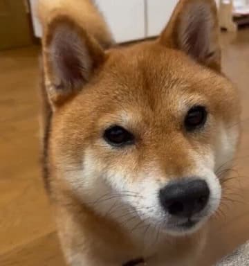 飼い主さんだけに甘えるのは計算ずく？「お父さんが出かけた途端にかわいい声で鳴く」柴犬の心理