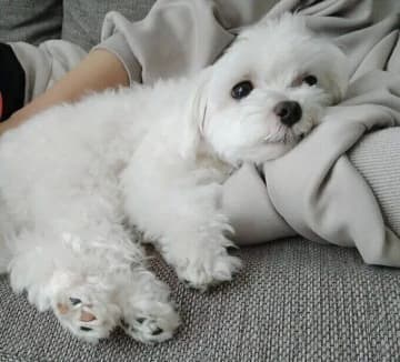「疲れて寝ている飼い主に添い寝する」マルチーズ、その時の心理は？　獣医師に聞いた