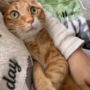 猫が誤食したらどうする？　予防方法や誤食しやすいものも専門家に聞いてみた！