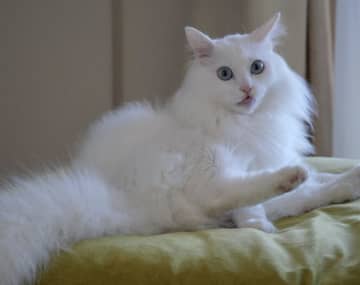 「裏切ったなぁぁぁぁぁぁ」洗われた猫の"裏切られ顔"が爆バズ中　怒りのバスタイムに爆笑反響「その顔やめてｗ」