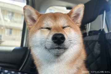 日本で一番登録数が多い犬種、実は「柴犬」じゃなかった　15年間不動の王者が「最強すぎる」と判明