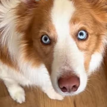 『世界一IQが高い犬』と暮らした結果→困難を乗り越えて…驚きの『完全に意思疎通する光景』が105万再生「空いた口塞がらん」「凄すぎ」