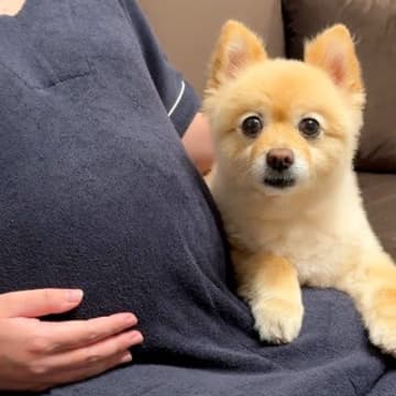 今月出産予定の妊婦さん→ママのお腹に『赤ちゃんがいる』と気付いた犬が…涙溢れる『まさかの行動』が27万再生「泣けた…」「神秘的で感動」