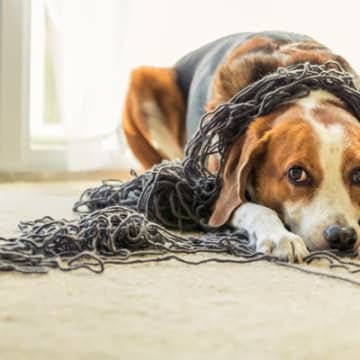 犬の『寿命が短くなる』絶対NG行為5選　愛犬を短命にする飼い主の危険行為とは