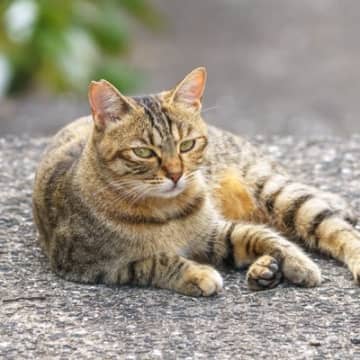 キジトラとどこが違う？『麦わら猫』の特徴と魅力を解説　実はほとんどがメスって知ってた？