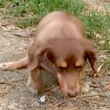 約5年前『椎間板ヘルニア』を発症した犬→上手に歩けず、リハビリし続けた結果…当時が嘘のような『現在の光景』に感動「小さい体で…」と称賛