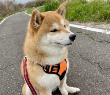 「え、なにこれ？」ソファの隙間から出てきたのは…柴犬！？まさかの"癒やしの伏兵"　中学生をザワつかせたその姿とは