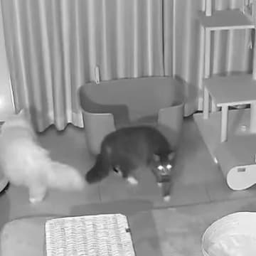 はじめてケージから出て夜を過ごす保護猫→見守りカメラで撮影してみたら、先住猫と…『まさかの光景』に「なんて素敵な光景」「癒された」