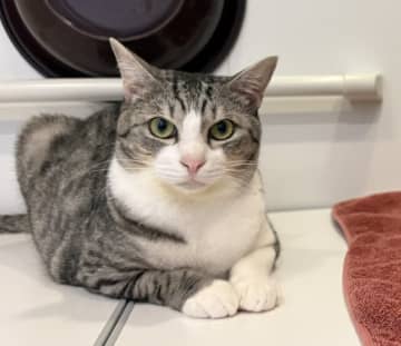 ぬいぐるみに飲まれる猫の衝撃写真がXで爆発的人気！　「これは本能バグってる」と驚きの声続々　