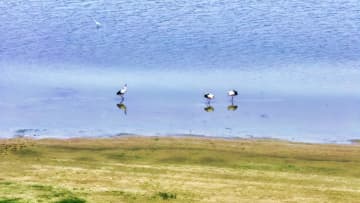 コウノトリから見る生態環境改善の成果　中国江蘇省泗洪県