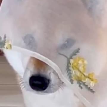 こっそりおやつを食べる飼い主→振り返ったら犬が…『隠せると思ったのか？』想定外の光景に4万いいね「家政婦は見たｗ」「ちょっと怒ってて草」