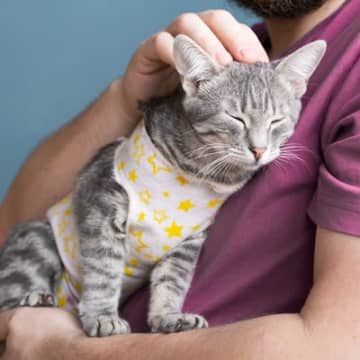猫は『不妊手術』をしたらどう変わる？術後の猫に訪れる3つの変化と注意点