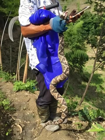 毒ヘビにかまれた男性、応急措置は「間違い連発」も命は取りとめる―中国