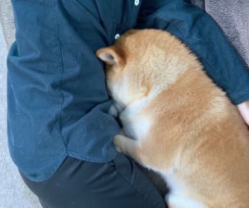 体調が悪くてソファで横になっていたら、柴犬がお腹にピタッ！　“ツンデレ犬”の優しさあふれる行動に反響