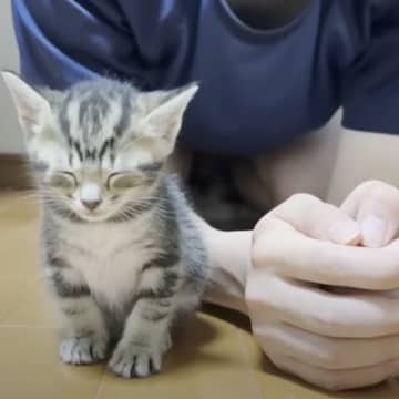 保護子猫のもとに『猫に好かれる息子』が来たら…思わずニヤける『まさかの光景』が22万再生「可愛すぎて鳥肌たった」「さすが猫たらし」