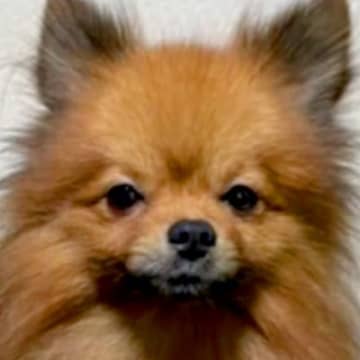 『2歳まで繁殖犬としてしか生きることができなかった』無表情の犬を飼った結果…まるで別犬？『激変ビフォーアフター』に「こんな変わるの」の声