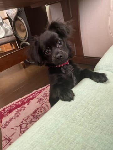 ソファに乗りたくても乗れなかった生後5カ月の子犬→約2年後、大きく成長し飼い主にとっての「最推しの存在」に！
