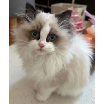 小さくて“パヤパヤ”の毛だったラグドールの子猫→4カ月後の「子猫からお姉さん猫」になった成長姿にほっこり！