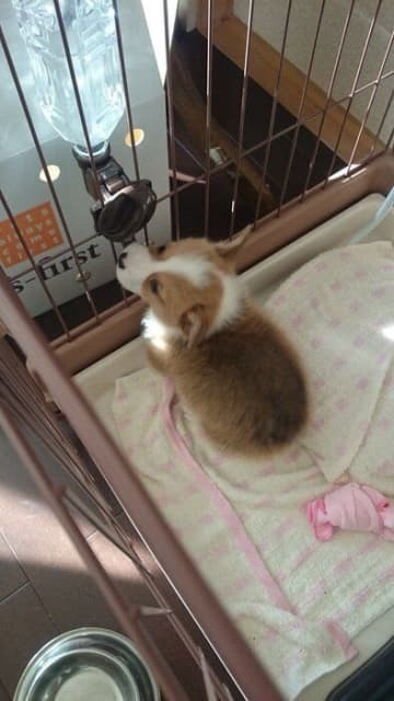 「ポケットに入れて持ち歩きたいくらい」可愛かった生後2カ月のコーギー子犬→10才後“イケワン”に成長し、「大切な家族の宝物」のような存在に！