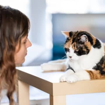 愛猫につけたら後悔する『タブーな名前』6選とその理由　生活に支障が出かねない？
