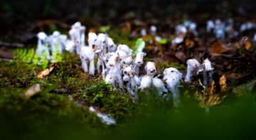 ワイヤレスイヤホンにそっくり！？雲南省の原生林でギンリョウソウが開花―中国