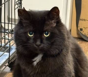 “もふもふ”してもらいたくて飼い主の様子をうかがう元保護猫　獲物を狙うかのような真剣な眼差しにキュン！