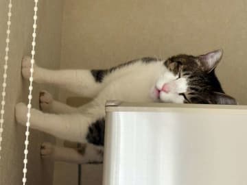 猫は横向きに立ったまま眠っている...？　首を傾げたくなる１枚に4.2万人困惑「重力が正しく機能してない」