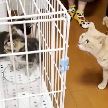 ７匹の子猫を見守ってきたベテラン猫→新入り子猫たちと顔を合わせた結果…『さすがの神対応』に「我慢強い初対面」「落ち着いてて安心感」