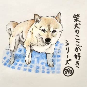 柴犬あるある、夏の水遊びにこだわりがあるとこ｜連載「ここ掘れここ柴」vol.290