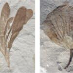 世界初の1800万年前の海草化石　北海道大学が愛知県で発見