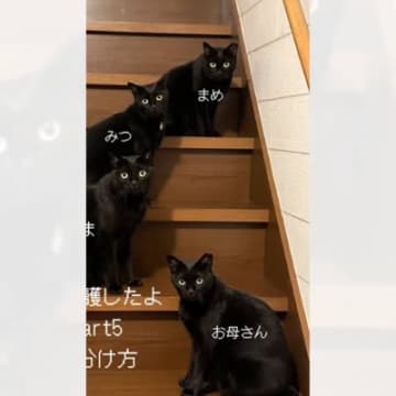 『黒猫4匹の見分け方』を解説してみた結果…「絶対無理で声出たｗ」「情報量が多すぎるｗ」思わず爆笑の違いがわからない光景が61万再生