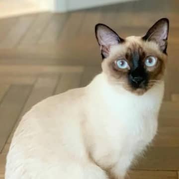 『白い部分があった猫』が、３年後…あまりにも毛の色が激変した『まさかの光景』に驚愕の声続出「しっぽまで変わってるｗ」「えー！？驚きｗ」