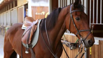 60代からの新しい挑戦！乗馬で心と体に輝きを