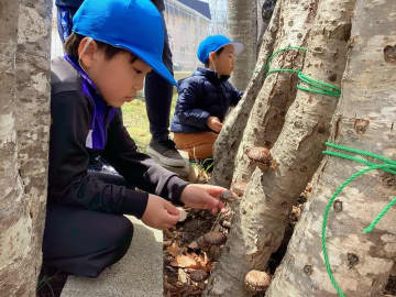 北海道白老町で短期保育プラン開始　移住やワーケーションを希望する家庭が対象