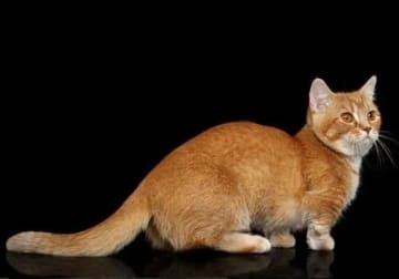 マンチカンの性格・特徴～飼い方のポイント＆飼い主さんQ&A～｜ねこのきもち 猫図鑑