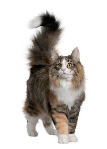 ノルウェージャンフォレストキャットの特徴と飼い方　可愛い画像いっぱい｜ねこのきもち 猫図鑑