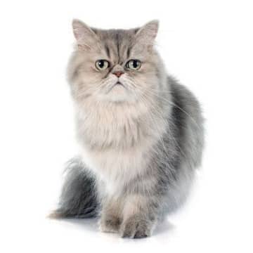 ペルシャの特徴と飼い方　可愛い画像いっぱい｜ねこのきもち 猫図鑑