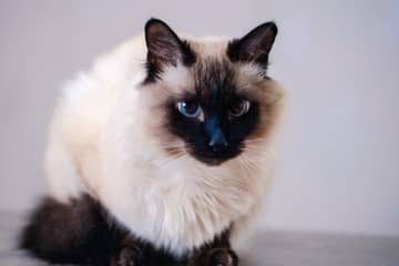 バリニーズの特徴と飼い方　可愛い画像いっぱい｜ねこのきもち 猫図鑑
