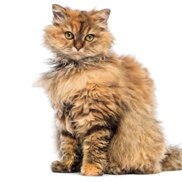 セルカーク・レックスの特徴と飼い方　可愛い画像いっぱい｜ねこのきもち 猫図鑑