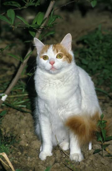 ターキッシュ・バンの特徴と飼い方　可愛い画像いっぱい｜ねこのきもち 猫図鑑