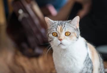 アメリカンワイヤーヘアの特徴と飼い方　可愛い画像いっぱい｜ねこのきもち 猫図鑑