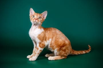 デボンレックスの特徴と飼い方　可愛い画像いっぱい｜ねこのきもち 猫図鑑