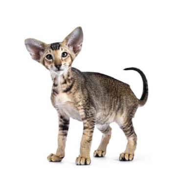オリエンタルの特徴と飼い方　可愛い画像いっぱい｜ねこのきもち 猫図鑑