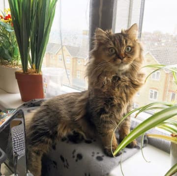 ミヌエットの特徴と飼い方　可愛い画像いっぱい｜ねこのきもち 猫図鑑