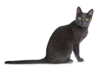 コラットの特徴と飼い方　可愛い画像いっぱい｜ねこのきもち 猫図鑑